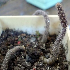 Pterocactus reticulatus Burzak FG