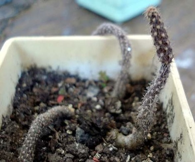 Pterocactus reticulatus Burzak FG