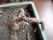 Pterocactus tuberosus Burzak FG