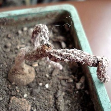 Pterocactus tuberosus Burzak FG