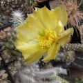 Pterocactus tuberosus GP 63