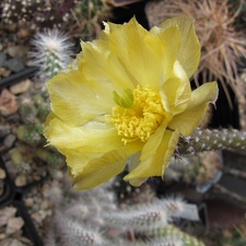 Pterocactus tuberosus GP 63