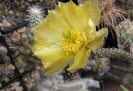 Pterocactus tuberosus GP 63