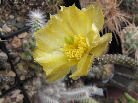 Pterocactus tuberosus GP 63