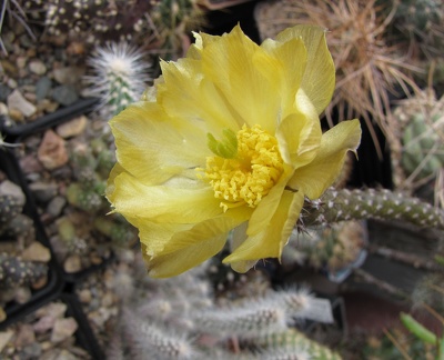 Pterocactus tuberosus GP 63
