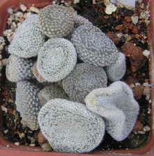 Puna clavarioides f White