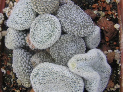 Puna clavarioides f White