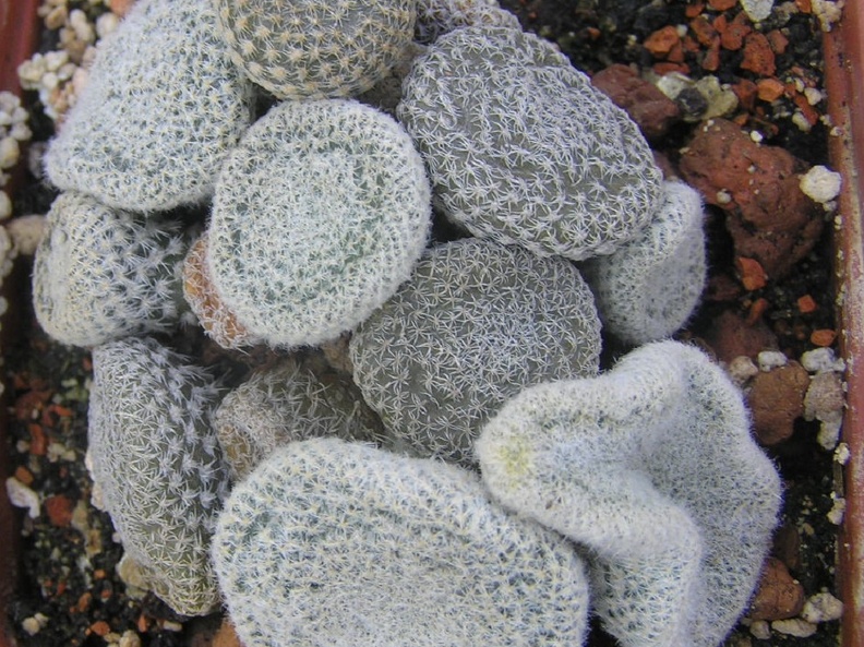 Puna clavarioides f White