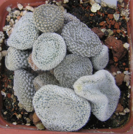 Puna clavarioides f White