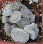 Puna clavarioides f White