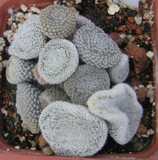 Puna clavarioides f White