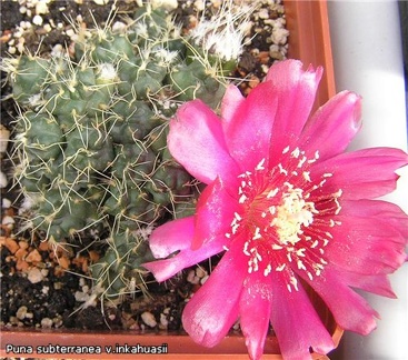 Puna subterranea v  incahuasii