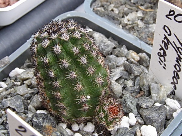 Pygmaeocereus akersii