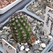 Pygmaeocereus akersii