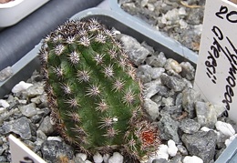 Pygmaeocereus akersii