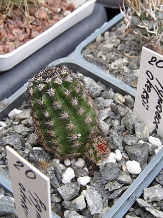 Pygmaeocereus akersii