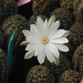 Pygmaeocereus akersii fl