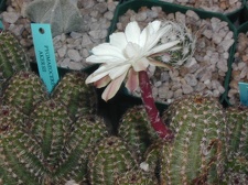 Pygmaeocereus akersii fl  tu