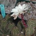 Pygmaeocereus akersii fl  tu