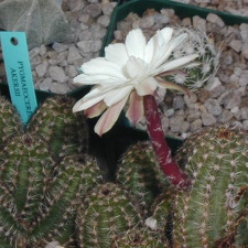 Pygmaeocereus akersii fl  tu