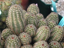 Pygmaeocereus akserii pl