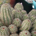 Pygmaeocereus akserii pl