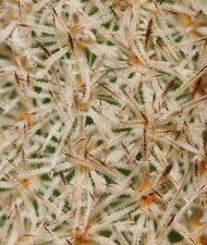 Pygmaeocereus densiaculeatus Sob