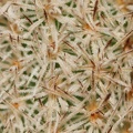 Pygmaeocereus densiaculeatus Sob
