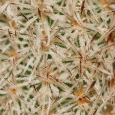 Pygmaeocereus densiaculeatus Sob
