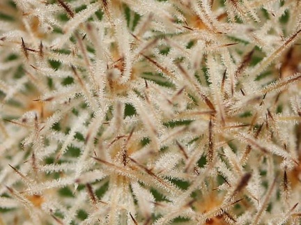 Pygmaeocereus densiaculeatus Sob