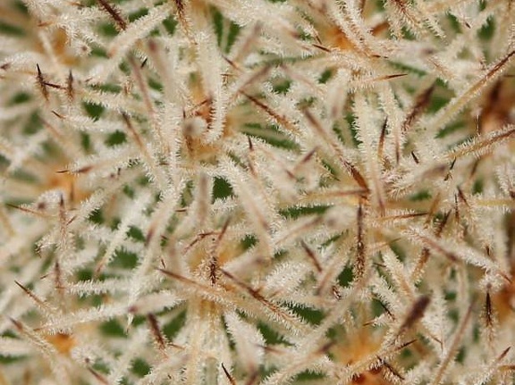 Pygmaeocereus densiaculeatus Sob