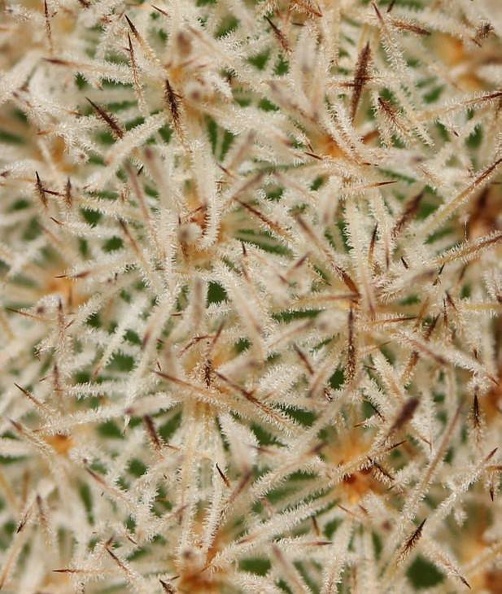 Pygmaeocereus_densiaculeatus_Sob.jpg