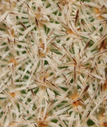 Pygmaeocereus densiaculeatus Sob