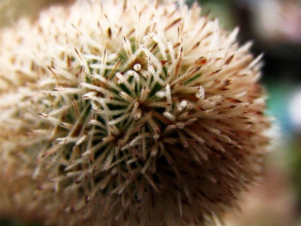Pygmaeocereus densiaculeatus Sytnik