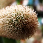 Pygmaeocereus densiaculeatus Sytnik