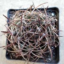 Pyrhocactus sp  Cerro El Toro1 Burzak FG