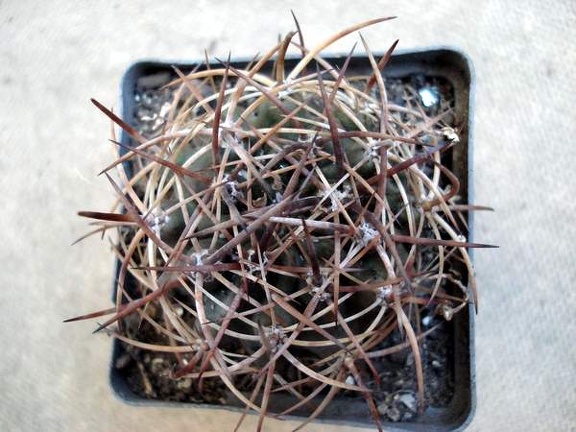 Pyrhocactus sp  Cerro El Toro1 Burzak FG