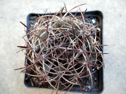 Pyrhocactus sp  Cerro El Toro1 Burzak FG