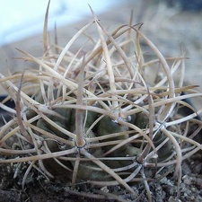 Pyrhocactus sp  Cerro El Toro Burzak FG