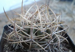 Pyrhocactus sp  Cerro El Toro Burzak FG