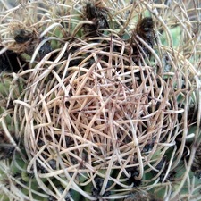 Pyrrhocactus  Eriosyce  bulbocalyx1 Burzak FG