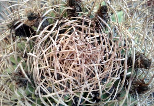 Pyrrhocactus  Eriosyce  bulbocalyx1 Burzak FG