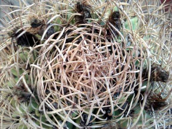 Pyrrhocactus  Eriosyce  bulbocalyx1 Burzak FG