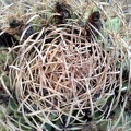 Pyrrhocactus__Eriosyce__bulbocalyx1_Burzak_FG.JPG