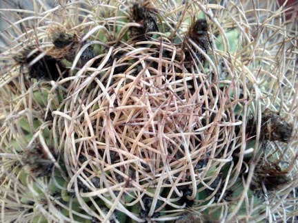 Pyrrhocactus  Eriosyce  bulbocalyx1 Burzak FG