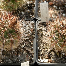 Pyrrhocactus andreaeanus