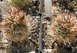 Pyrrhocactus andreaeanus