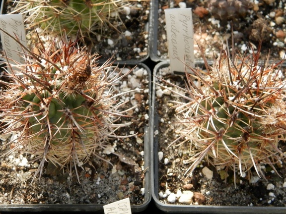 Pyrrhocactus andreaeanus