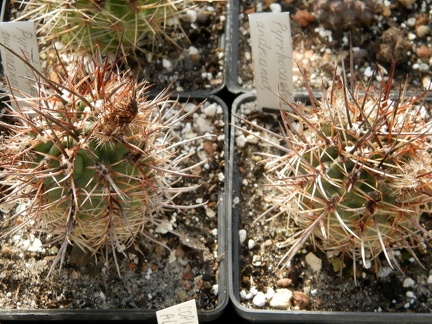 Pyrrhocactus andreaeanus