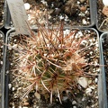 Pyrrhocactus andreaeanus1